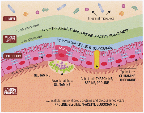 Gut epithelial cells and nutrients