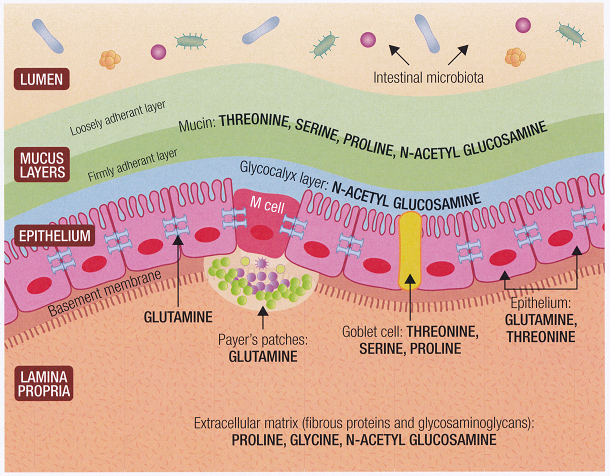 Gut Lining