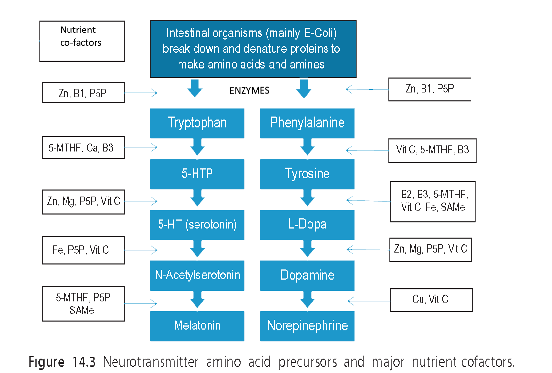 Neurotransmitters and nutrients