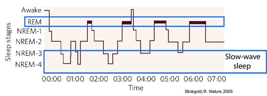 The stages of sleep