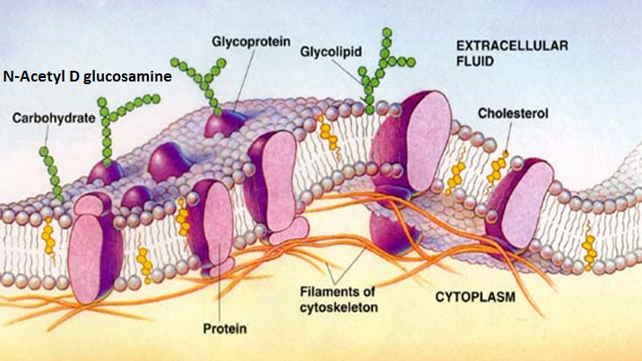 Cell membrane bi-lipid layer