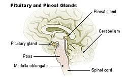 Pineal gland