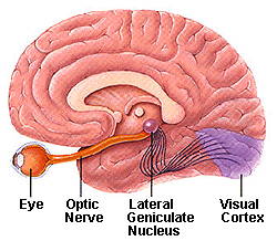 Lateral Geniculate nuclei