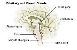 Pineal gland